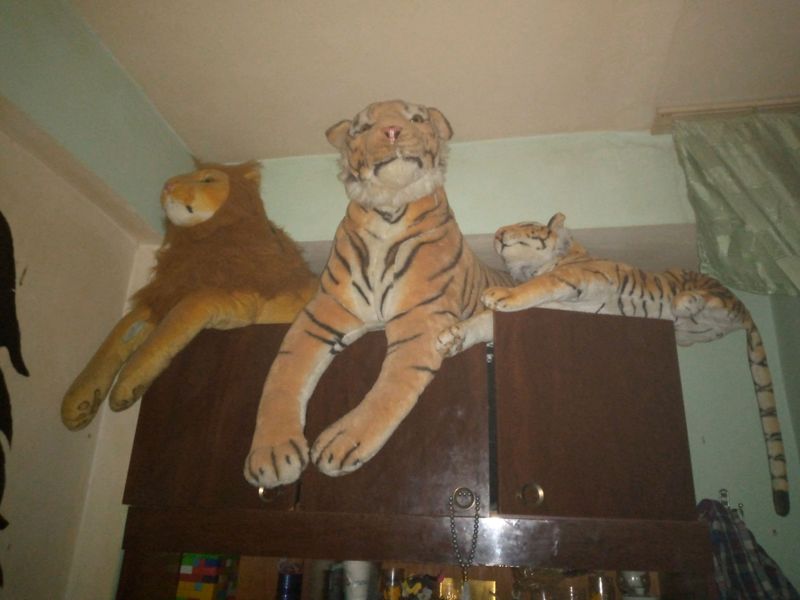 тигрята тигрята