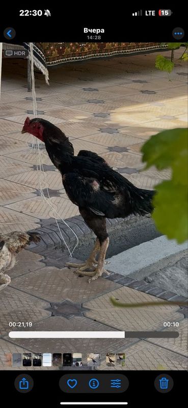 xoroz sotiladi zoti toza katta xoroz.