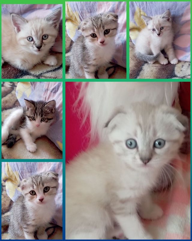 продаются шотландские котята ( фолды и страйты)