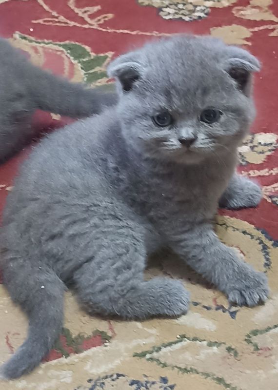 Британские короткошёрстная котята Британские короткошёрстная котята