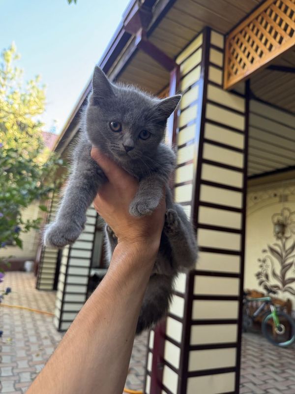 British Shorthair