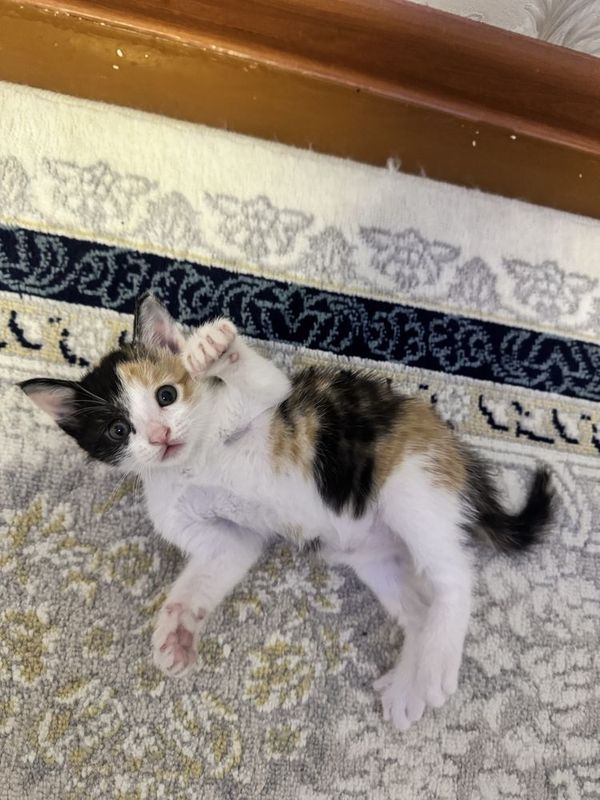 Котик отдам в хорошие руки бесплатно Котик отдам в хорошие руки бесплатно