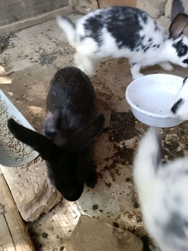 quyonlar quyonlar