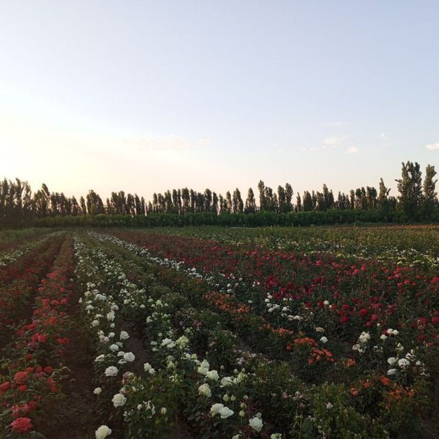 Atirgul kochatlari