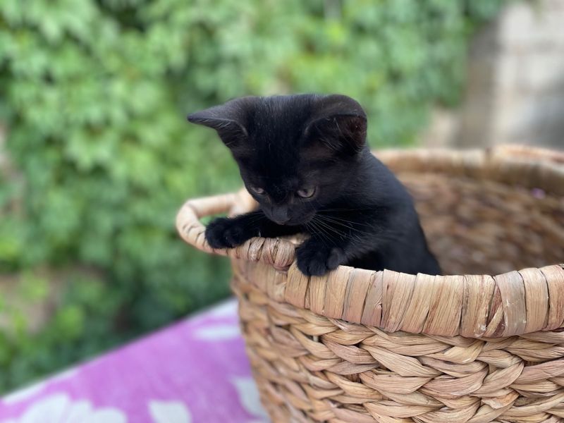 Котята в добрые руки Котята в добрые руки