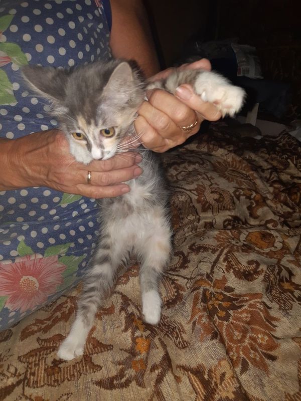 Котёнок 2 месяца Котёнок 2 месяца