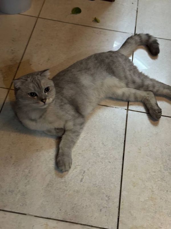 Красивая кошка, породистая Красивая кошка, породистая