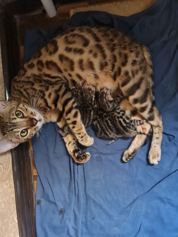Бенгальские котята Бенгальские котята
