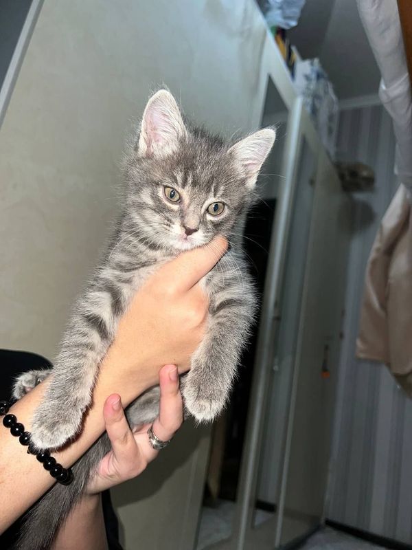 Котёнок Игристый Котёнок Игристый