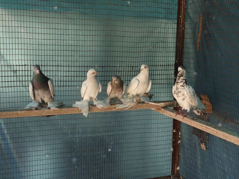 Kaptar kabutar golubey golubi uddi qopqon Kaptar kabutar golubey golubi uddi qopqon