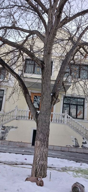 Продаётся недорого дерево орех. Ёнгок дарахти арзон нархда сотилади Продаётся недорого дерево орех. Ёнгок дарахти арзон нархда сотилади