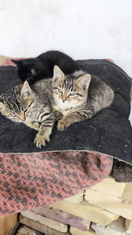 Mushiklar beriladi Mushiklar beriladi