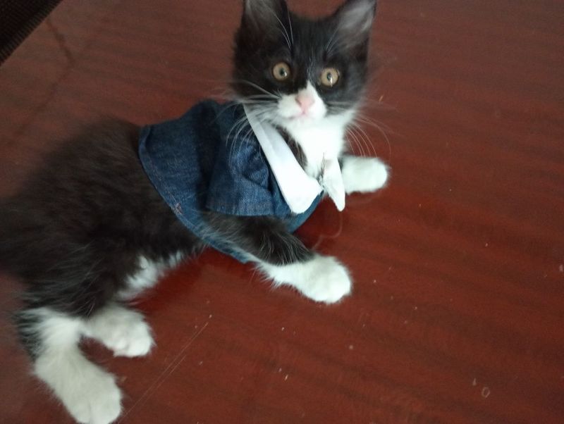 Котёнок бесплатно Котёнок бесплатно