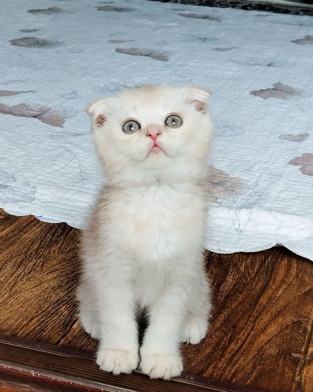 Продам котёнка мальчик Продам котёнка мальчик