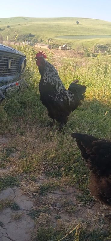 Tovuqlar sotiladi Tovuqlar sotiladi