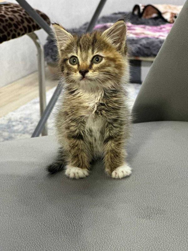 Отдам котёнка в добрые руки Отдам котёнка в добрые руки
