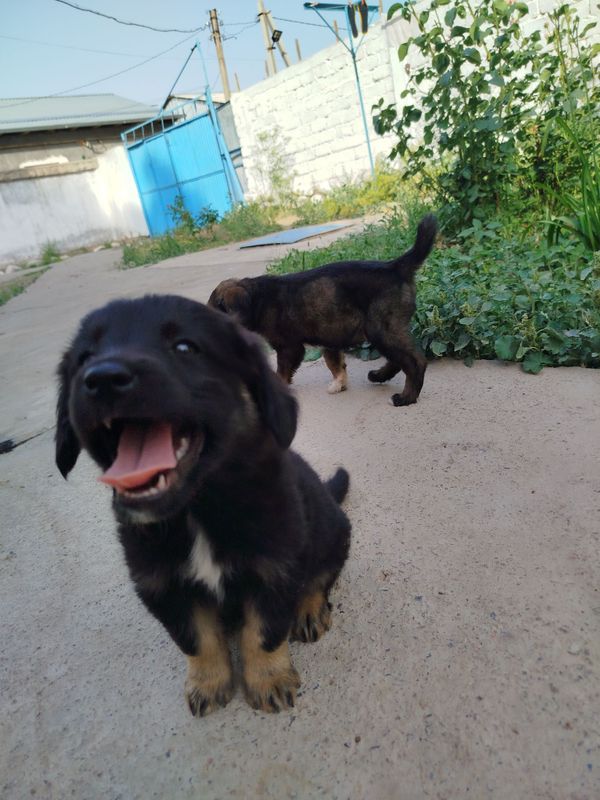 Отдам бесплатно Щенят Отдам бесплатно Щенят