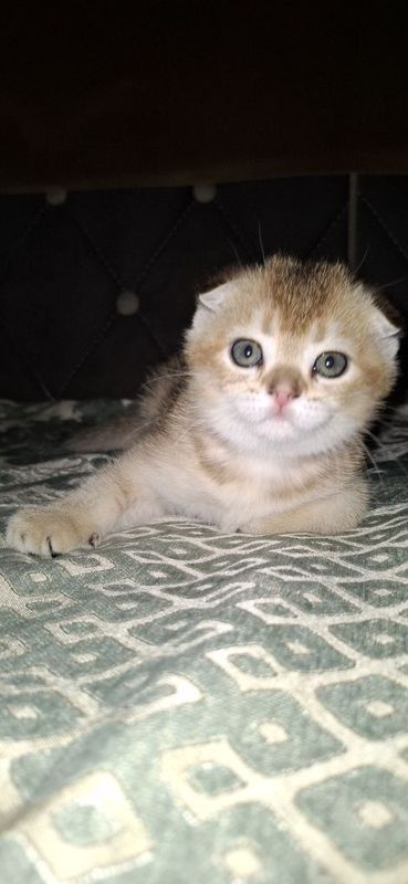 Нежные котята от правильной вязки