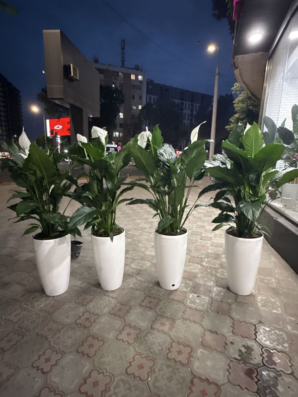 Комнатные растения Комнатные растения