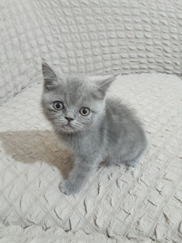 Скотиш страй срочно не дорого Скотиш страй срочно не дорого