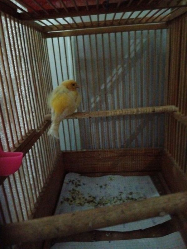 Kanareyka nar 1 yosh