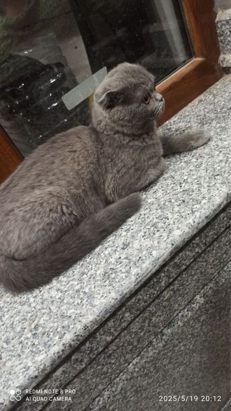 Ismi Luna, uy mushugi. Ismi Luna, uy mushugi.