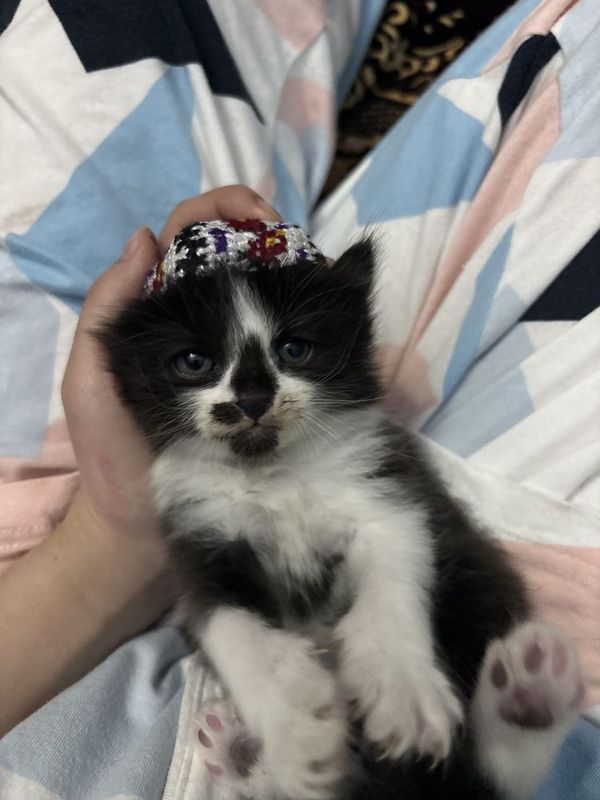 котята, мальчики и девочки 1,5 месяца котята, мальчики и девочки 1,5 месяца