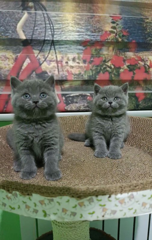 котята Скоттиш-страйт Zotdor muhuk bolalari sotiladi skottish strayt котята Скоттиш-страйт Zotdor muhuk bolalari sotiladi skottish strayt