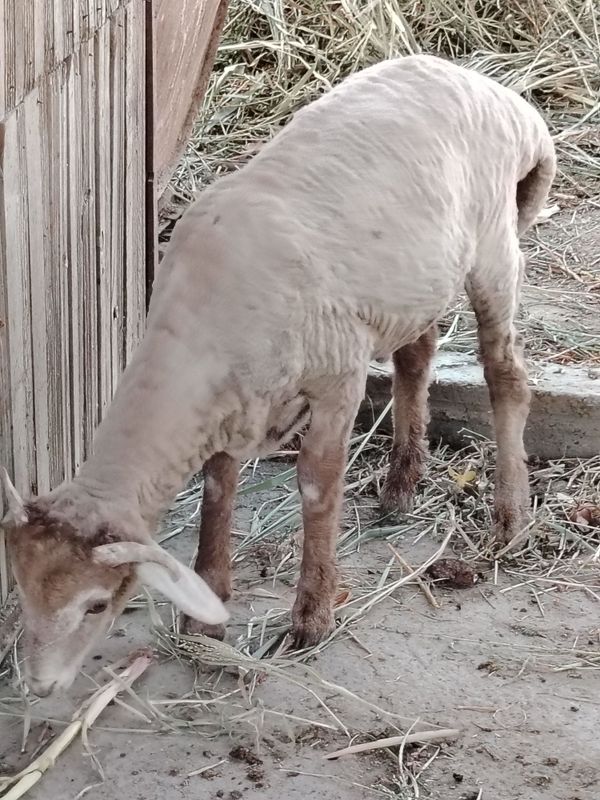 Qochqor, кочкор, qo'chqor duraga