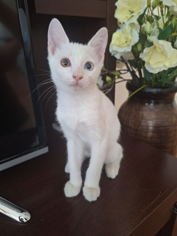 Котята van kedisi (турецкая ангора Котята van kedisi (турецкая ангора