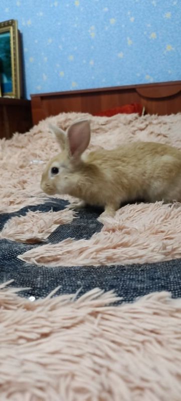 Quyonla sotiladi qzbola oglbola bor Quyonla sotiladi qzbola oglbola bor