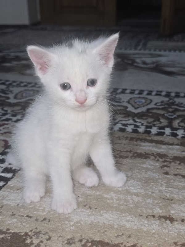 Mushuk bolalari sotiladi Mushuk bolalari sotiladi