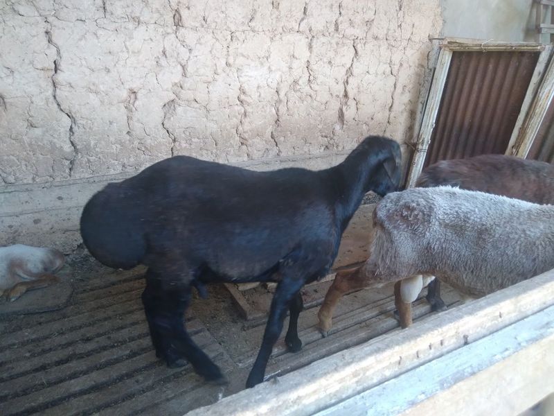Qo'y sotiladi qurbonlikka