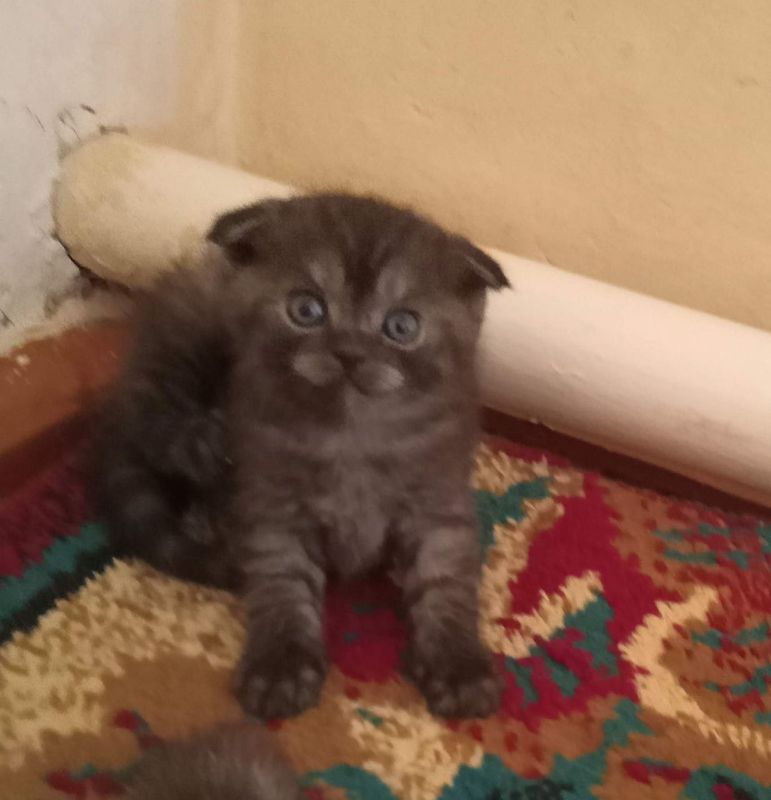 Зотли шиншилла Скотиш фолд Киз мушукчалар сотилади Зотли шиншилла Скотиш фолд Киз мушукчалар сотилади