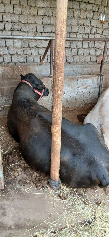 Toza qonli Angus tish buzmagan jivoy ves 500 kg atrofi. Toza qonli Angus tish buzmagan jivoy ves 500 kg atrofi.