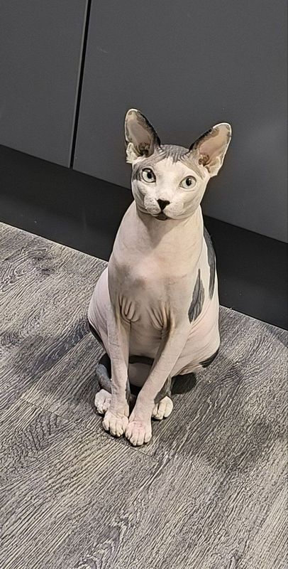 Вязка кота сфинкс Вязка кота сфинкс