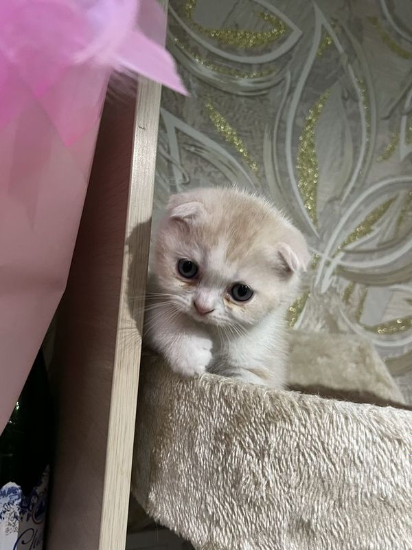 Продаю скоттиш фолд мальчик Продаю скоттиш фолд мальчик