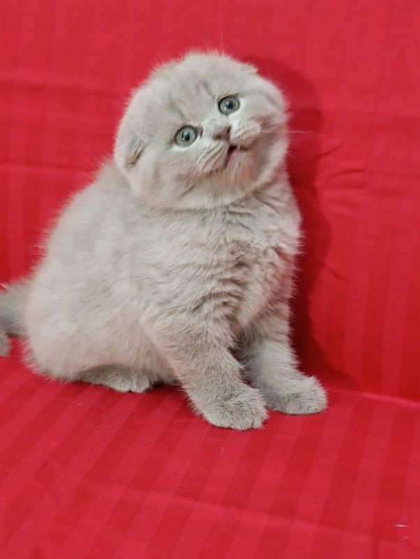 Скоттиш фолд - девочка Скоттиш фолд - девочка