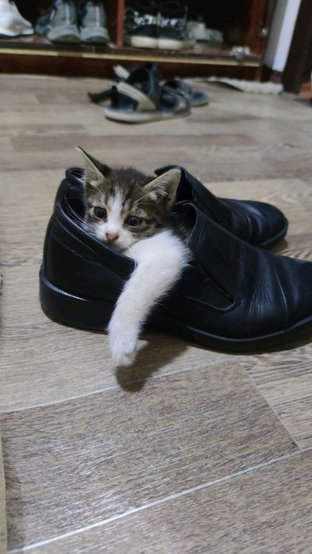котёнки котёнки