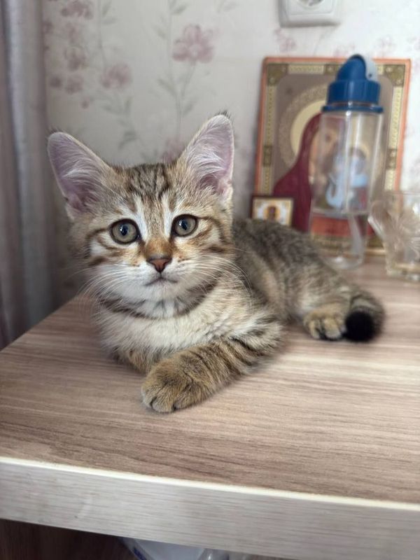 Отдам котенка в заботливые руки Отдам котенка в заботливые руки