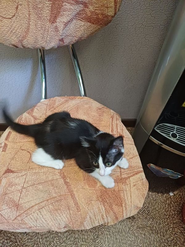 Отдам бесплатно котёнка Отдам бесплатно котёнка