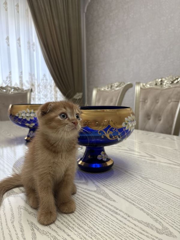 Продаются котят 2 месячные Породистые