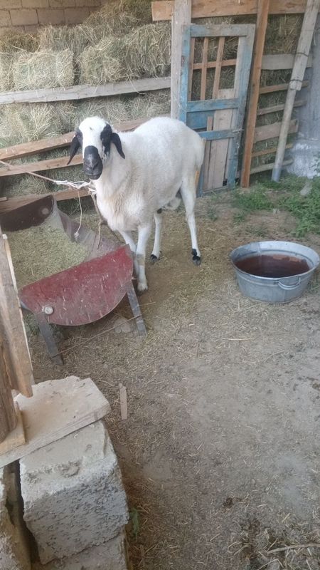 Qõy va Qõchqorlar sotiladi Qõy va Qõchqorlar sotiladi
