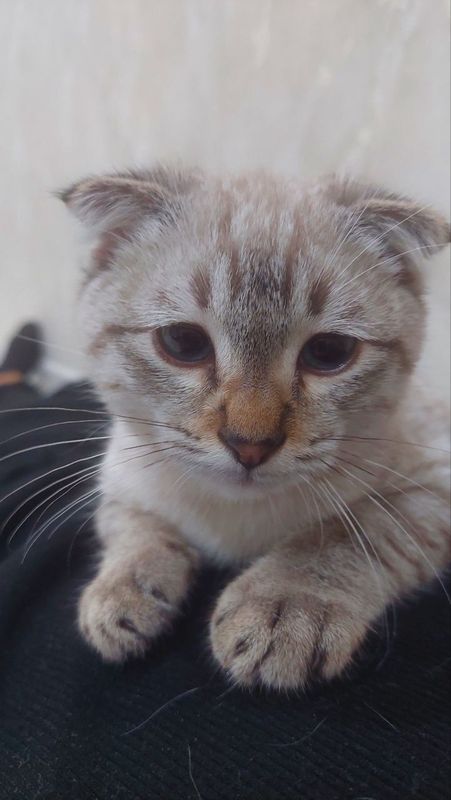 Продаю котенка Scottish Fold