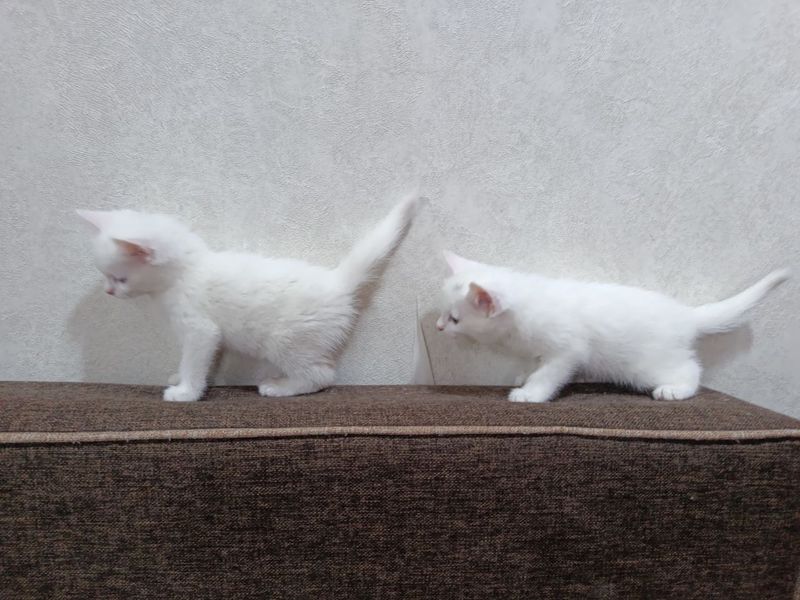 Продаю двух белых котят
