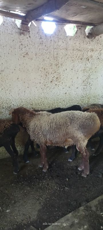 Qurbonlikka qoʻchqor badani zoʻr tozza qoʻchqorla oʻtgan yilgi barrala Qurbonlikka qoʻchqor badani zoʻr tozza qoʻchqorla oʻtgan yilgi barrala