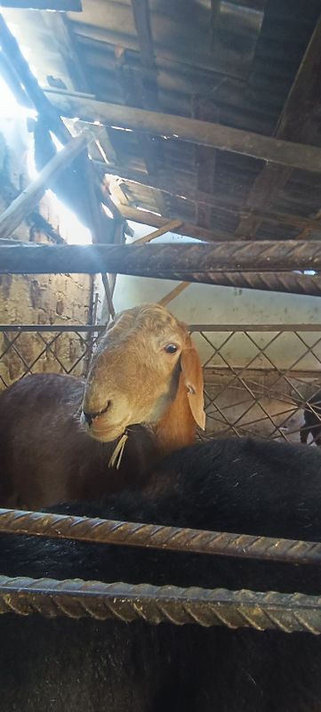 Qurbolikka qo'chqorlar 40+kg.