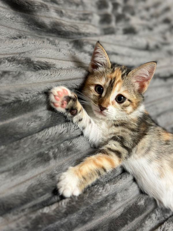 Отдаю котенка в хорошие руки!! Отдаю котенка в хорошие руки!!