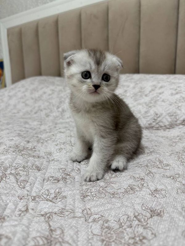 Мушукни боласи,Котенок
