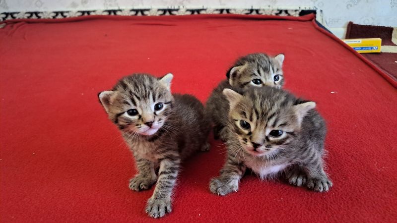 скотш фолд болалари сотилади кулоги йотган